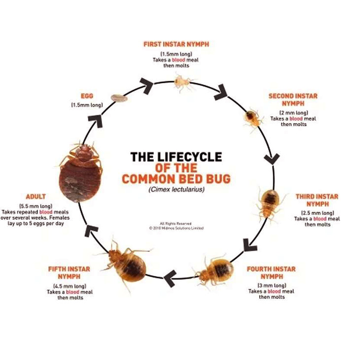picture of the lifecycle of a bed bug columbus oh