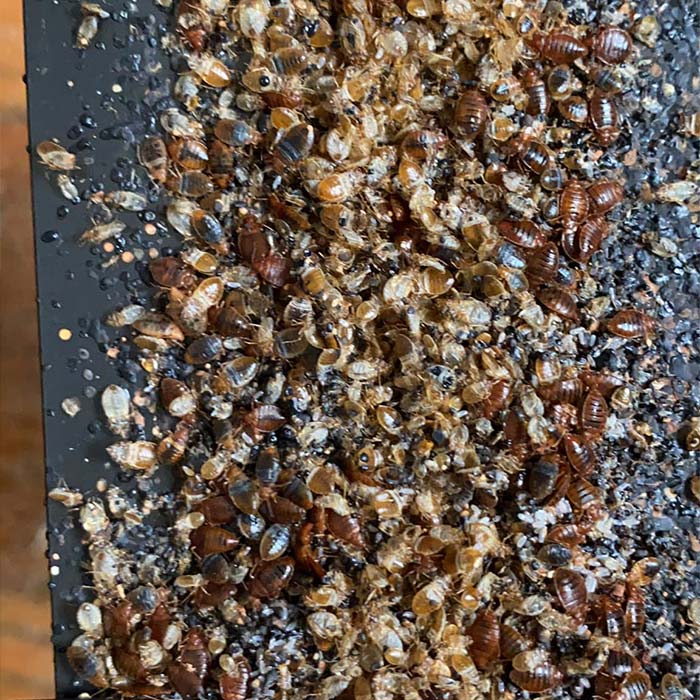dead-bugs-on-floor-pest-control-contractor-bug-issue-columbus-oh