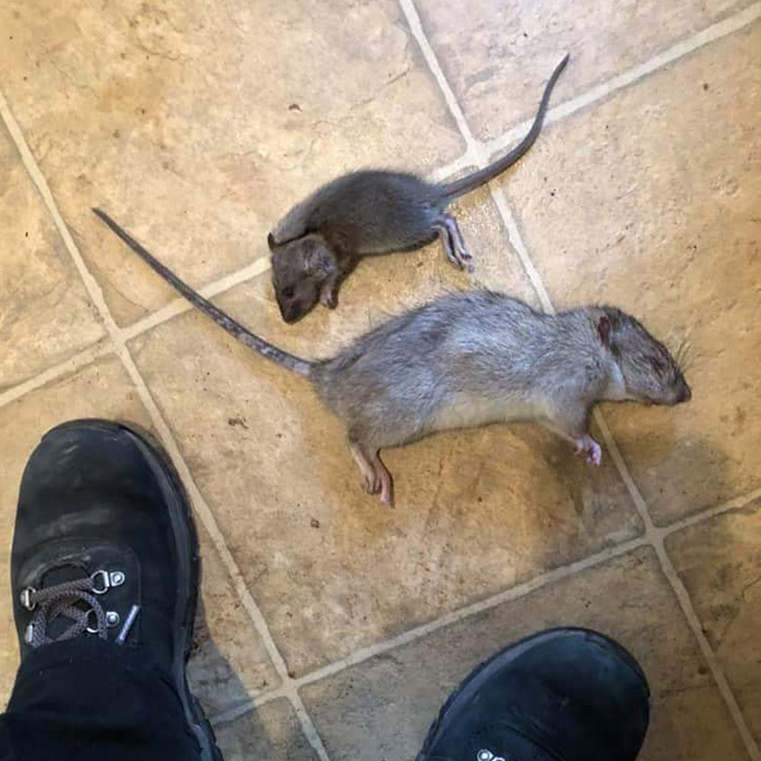 foot-rat-pest-control-contractor-bug-issue-columbus-oh