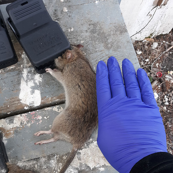 hand-blue-glove-rat-pest-control-contractor-bug-issue-columbus-oh