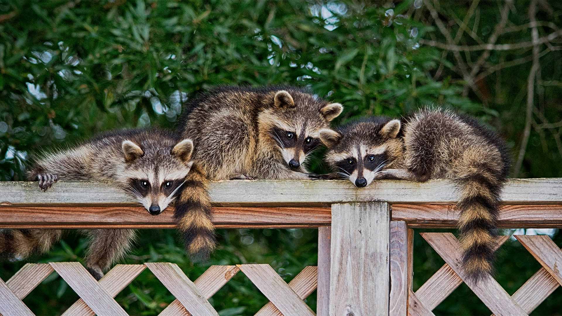 racoons-over-wood-fence-columbus-oh