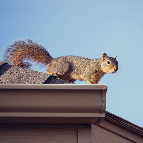 squirrel-over-roof-columbus-oh