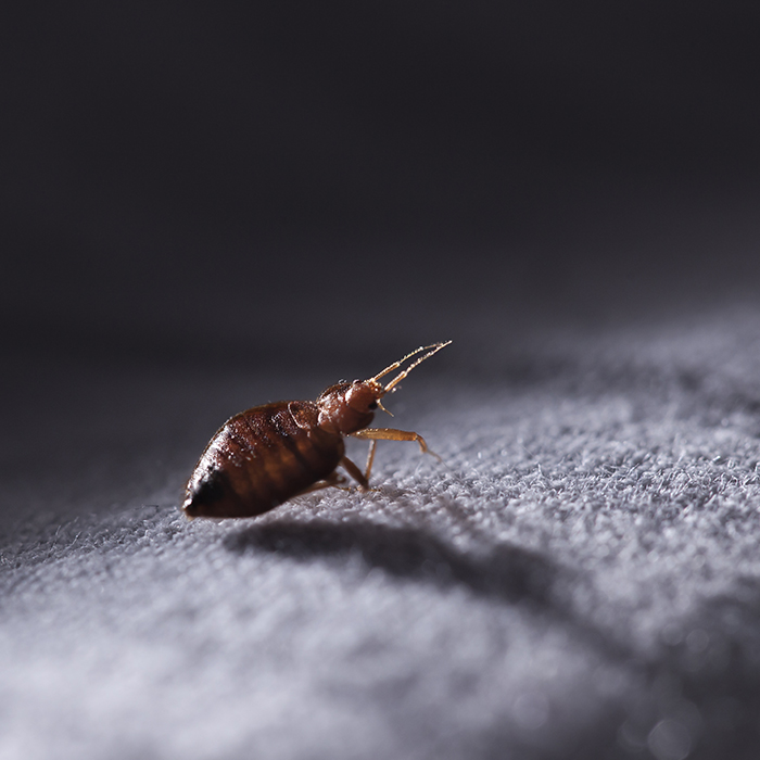 bed-bug-close-up-on-top-of-bed-sheets-upper-arlington-oh
